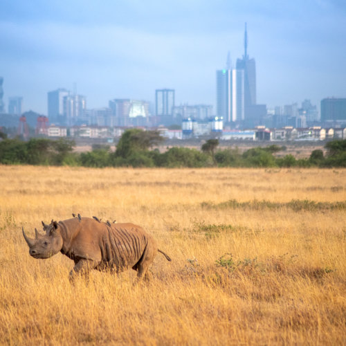 rhino nairobi cityscape